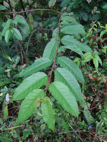 Ilex micrococca iNat (3)