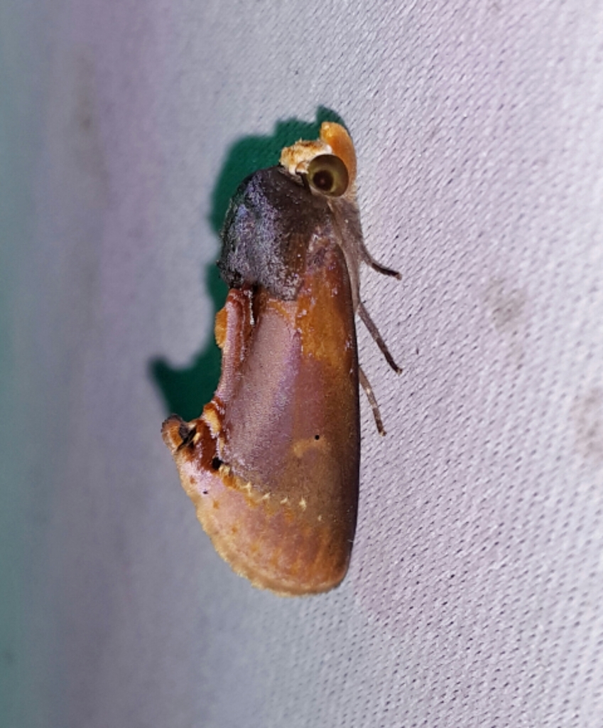Gonodonta lincus