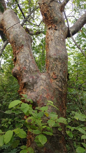 imburana