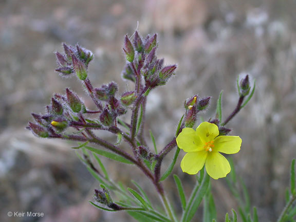 Crocanthemum greenei