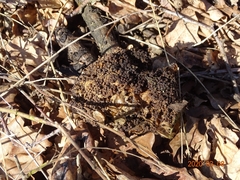 Thaumetopoea processionea