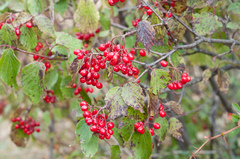 Viburnum betulifolium