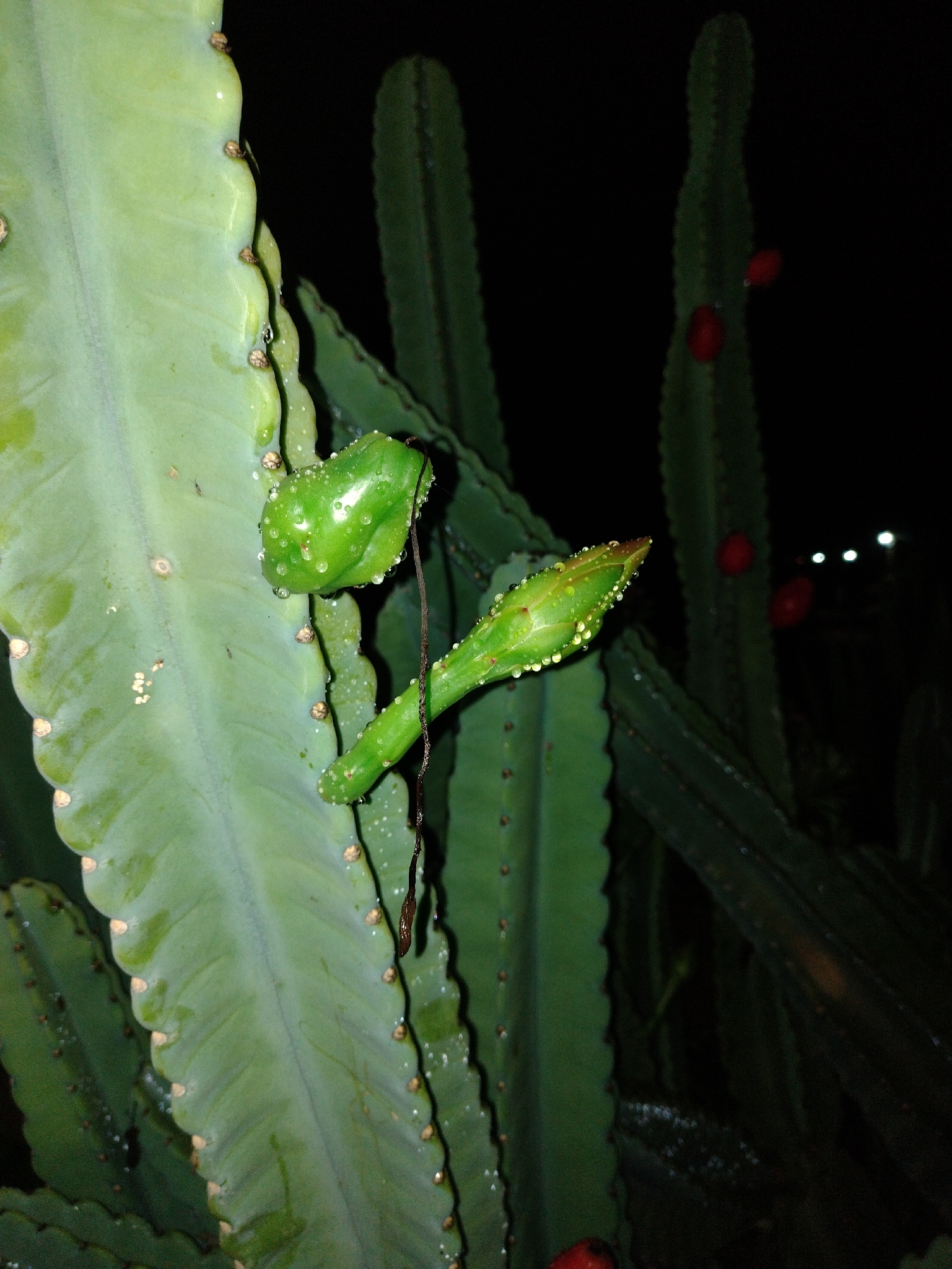 Cereus jamacaru
