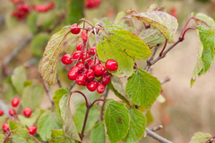Viburnum betulifolium