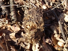 Thaumetopoea processionea