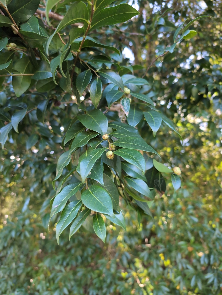Cheese Tree from South Durras NSW 2536, Australia on March 29, 2026 at ...