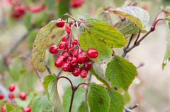 Viburnum betulifolium
