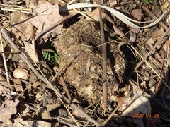 Thaumetopoea processionea