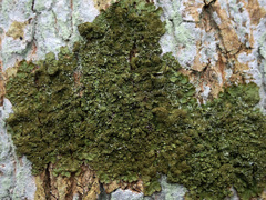 Melanelixia glabratula