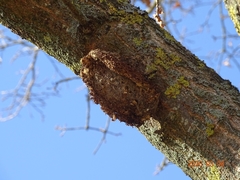 Thaumetopoea processionea