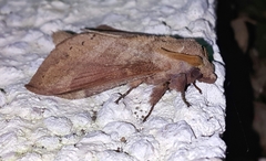 Prorifrons tremula