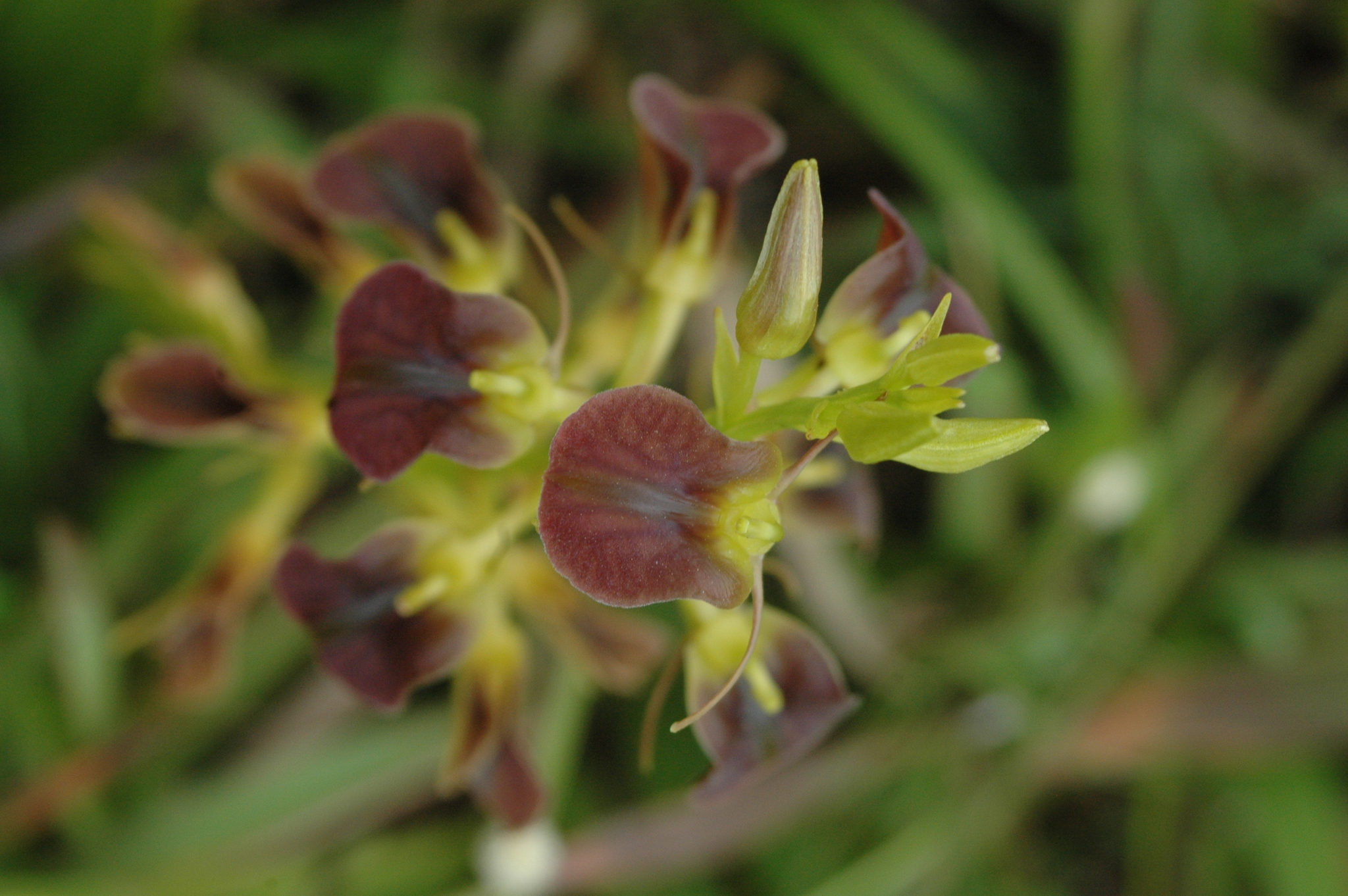 Liparis vexillifera