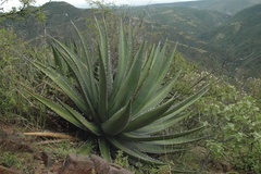 Agave ghiesbreghtii
