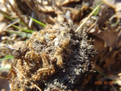 Thaumetopoea processionea