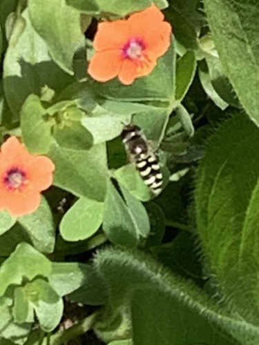 Unknown species found near Madonna Dr, Suisun City, CA, US
