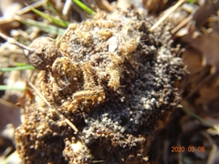 Thaumetopoea processionea