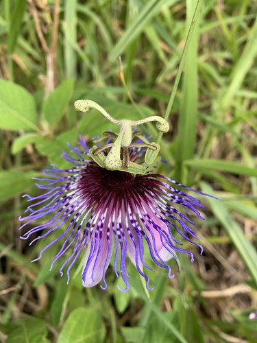 Passiflora amethystina