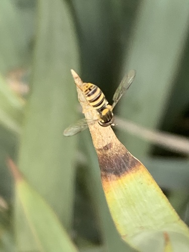 Unknown species found near Madonna Dr, Suisun City, CA, US