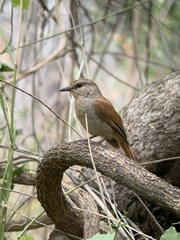 Cichladusa ruficauda