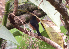 Conirostrum rufum