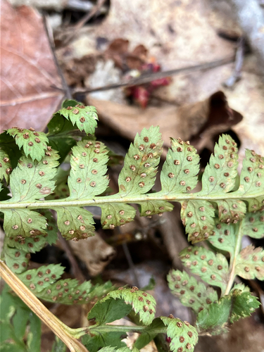 Dryopteris × boottii, photograph 3