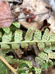 Dryopteris × boottii, photograph (c) Bryan Connolly, some rights reserved (CC BY)