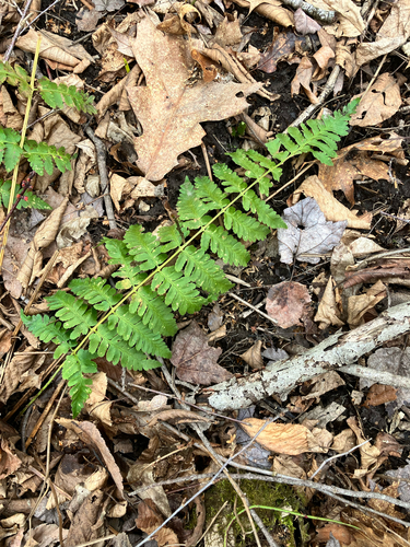Dryopteris × boottii, photograph 1