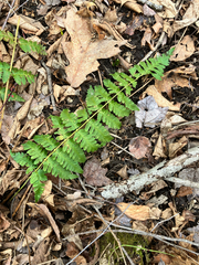 Dryopteris × boottii