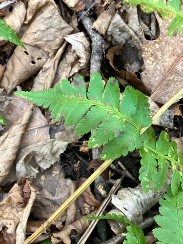 Dryopteris × boottii, photograph 5