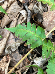 Dryopteris × boottii, photograph (c) Bryan Connolly, some rights reserved (CC BY)