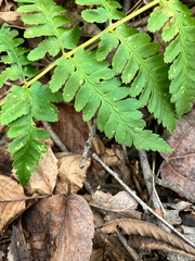 Dryopteris × boottii, photograph (c) Bryan Connolly, some rights reserved (CC BY)