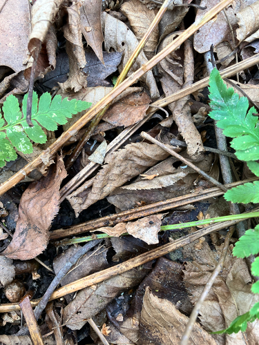 Dryopteris × boottii, photograph 4