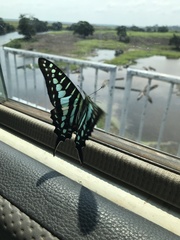 Graphium policenes policenes