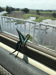 Graphium policenes policenes