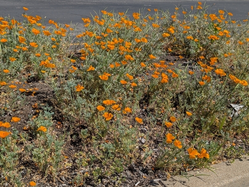 California poppy