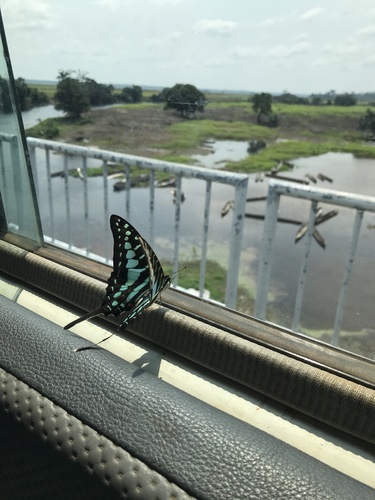 Small Striped Swordtail (Graphium policenes policenes)