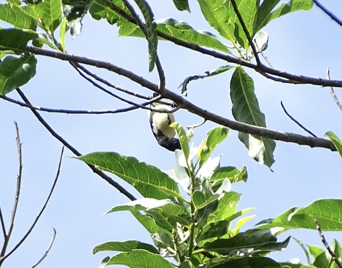 Cambodian Flowerpecker (Dicaeum cambodianum), photo 7