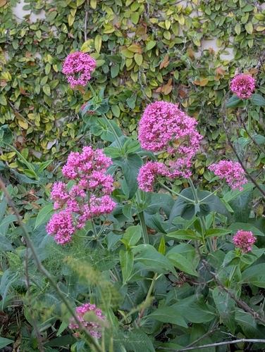 Red Valerian