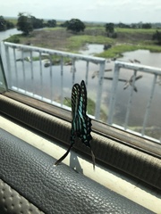 Graphium policenes policenes