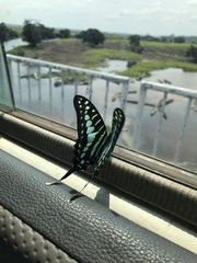 Graphium policenes policenes