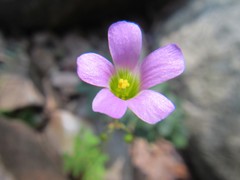 Oxalis stellata