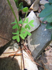 Oxalis stellata
