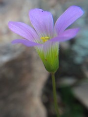Oxalis stellata