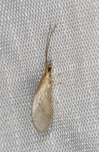 Sympherobius perparvus