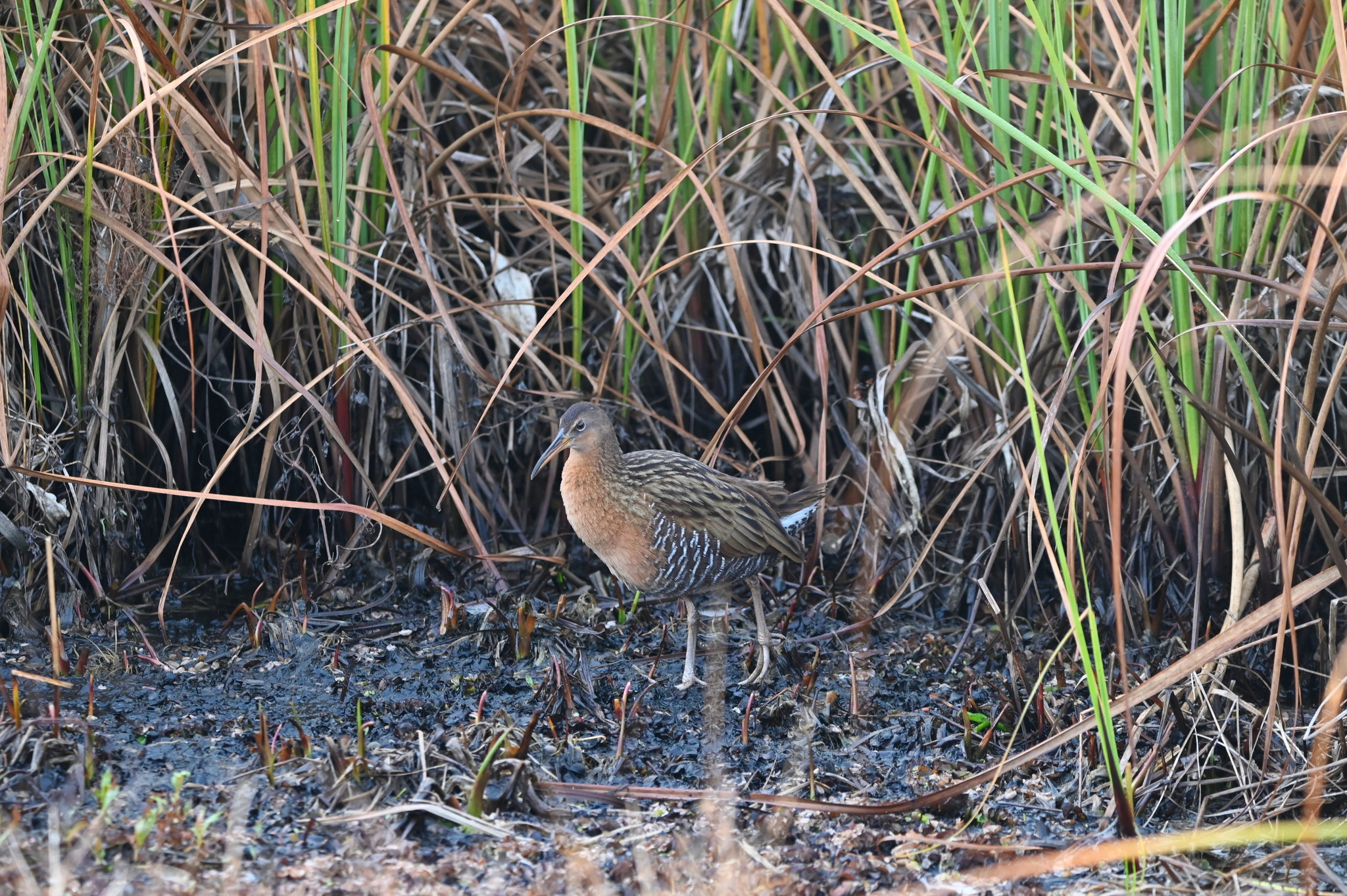 King Rail (Rallus elegans), photo 10