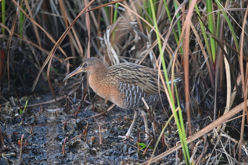 King Rail (Rallus elegans), photo 9