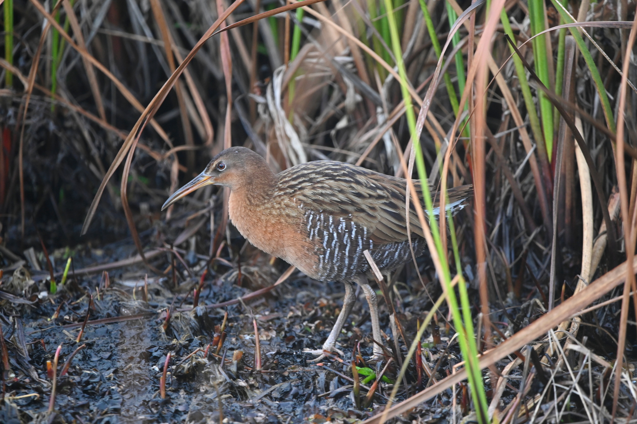 King Rail (Rallus elegans), photo 9