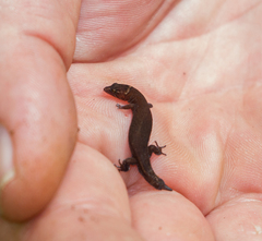 Pseudogonatodes guianensis