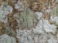 Buellia griseovirens