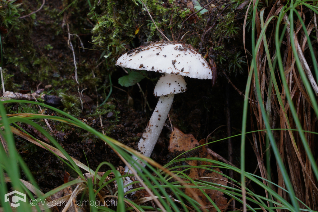 Amanita molliuscula